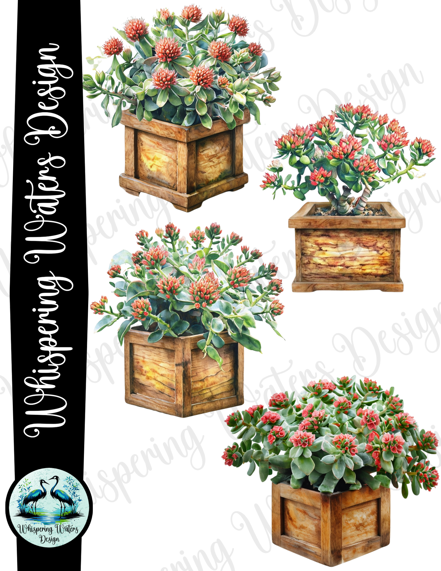 28 Planter Succulents PNG